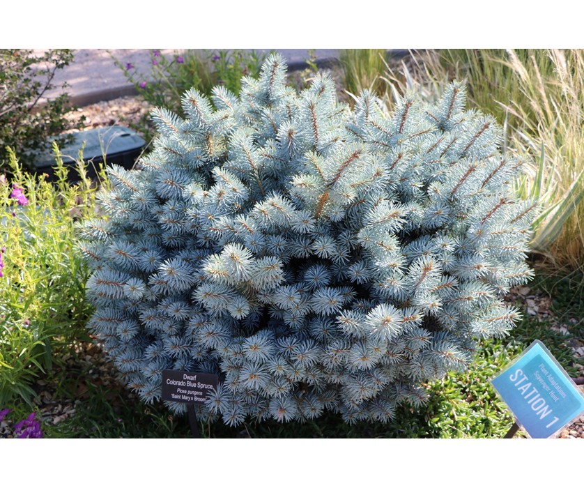 St. Mary's Blue Spruce